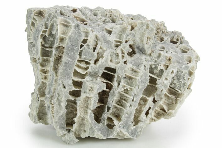 Silurian Dolostone w/ Sparkling Fossil Coral (Fletcheria) - Ohio #346072